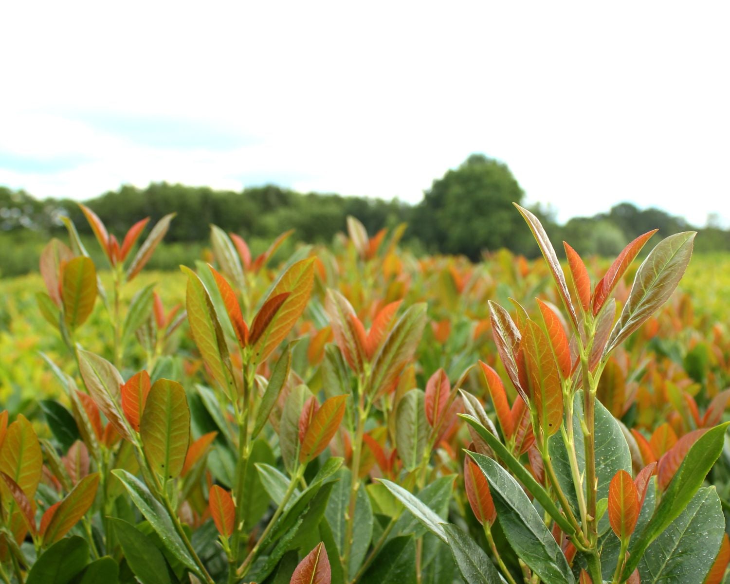 Inspiration Plantipp